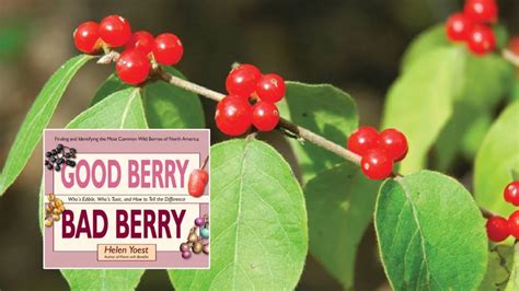 Dare to Indulge: The Escalating Craze of Toxic Berry Tasting Soirées