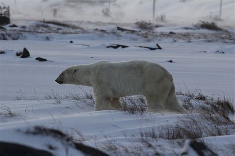 Deciphering Bear Visions: Insights on Decoding their Veiled Messages