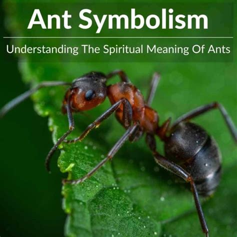 Deciphering Dreams: Exploring the Symbolic Significance of Ant Extermination in Hindi