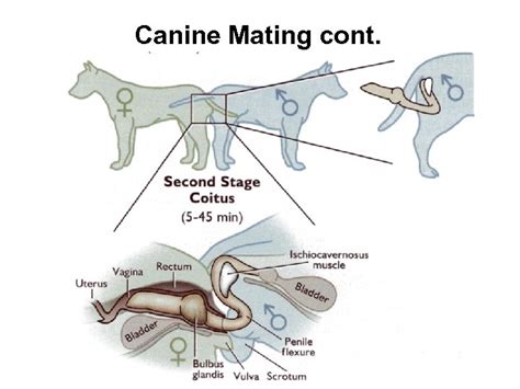 Deciphering Enigmatic Messages in Canine Mating Reveries
