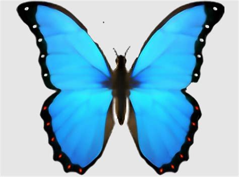 Deciphering the Figurative Significance of a Butterfly's Perception of Aquatic Reflections