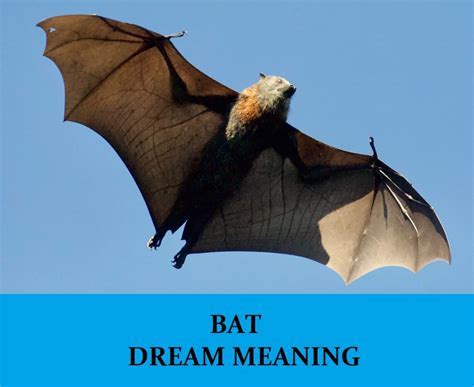 Deciphering the Messages and Cautions Concealed in Bat Dreams