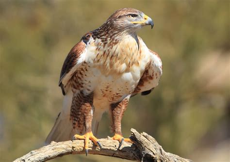 Deciphering the Significance of Hawk Assault Visions: Practical Tips and Guidelines