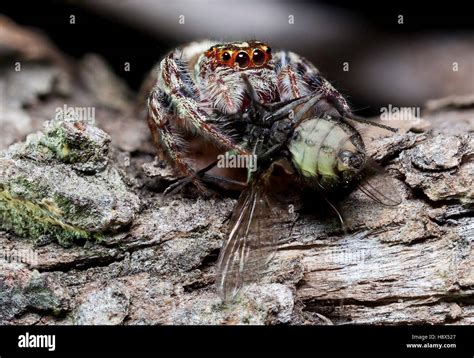 Deciphering the Significance of a Spider Feasting on a Fly in Dreamscapes