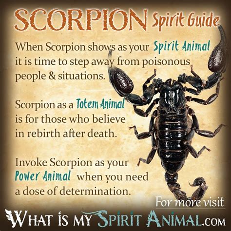 Deciphering the Symbolic Messages Associated with Scorpions