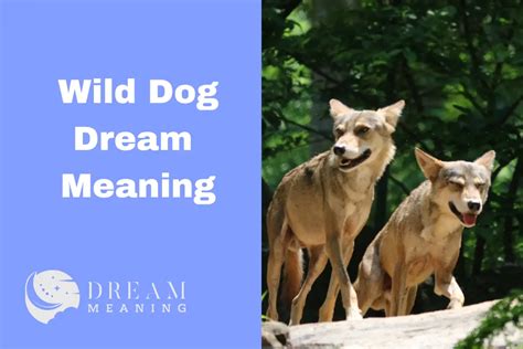 Deciphering the Wild Dog in Dream Interpretation