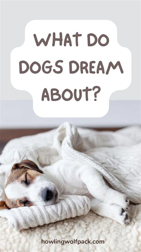 Decoding Canine Dreams: Unraveling the Enigma of Canine Slumber