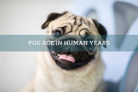 Decoding Common Incidents in Pug Canine Reveries