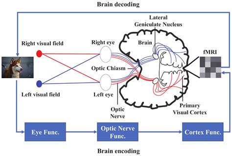 Decoding Descending Visions: Insights from Specialists and Psychologists