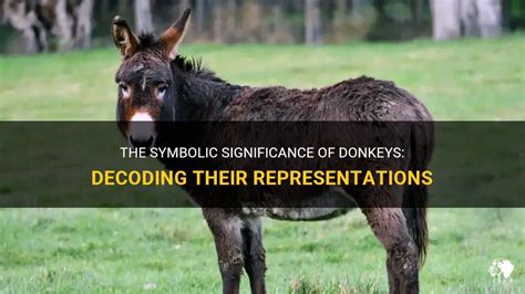 Decoding a Vision of a Deceased Burro: What Symbolic Representations Unveil