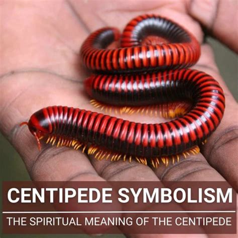 Decoding the Dream Symbol: Centipede Emerging from the Mouth