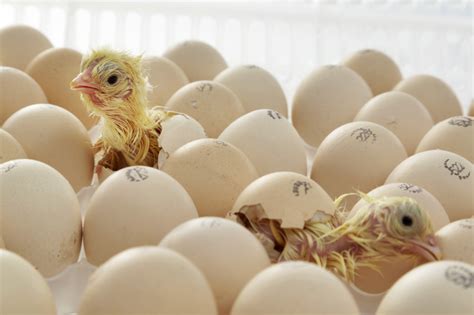 Decoding the Enigma: Are Dreams of Hatching a Poultry Fiction or Fact?