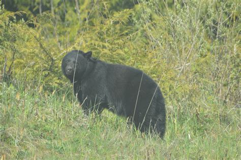 Decoding the Fascinating Message: Envisioning a Dark Colored Bear in Pursuit