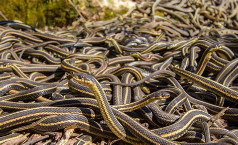 Decoding the Hidden Message Behind the Enigmatic Blue Snake Encounter.