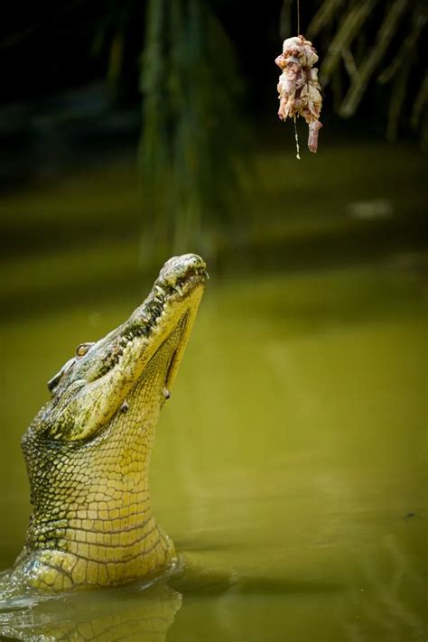 Decoding the Hidden Significance of Encountering Crocodiles in Dreams