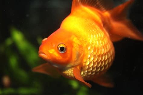 Decoding the Meaning of Expectant Goldfish in Dreamscapes