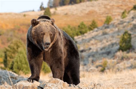 Decoding the Meanings Behind Encountering Mighty Grizzlies in One's Dreams