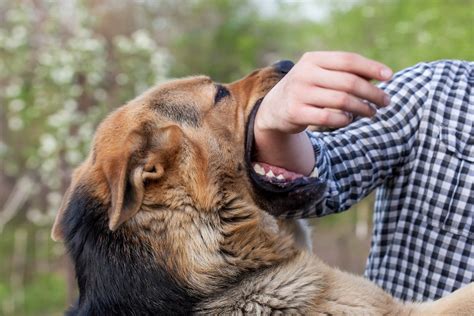 Decoding the Message: Interpretations of Getting Bitten by a Dark Canine in Dreams