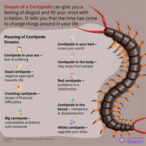 Decoding the Messages: Understanding the Significance Behind Centipedes and Millipedes in Dream Scenarios