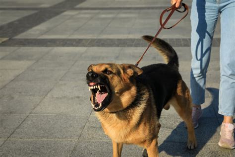 Decoding the Omens and Warnings of Canine Aggression in Hindu Slumber