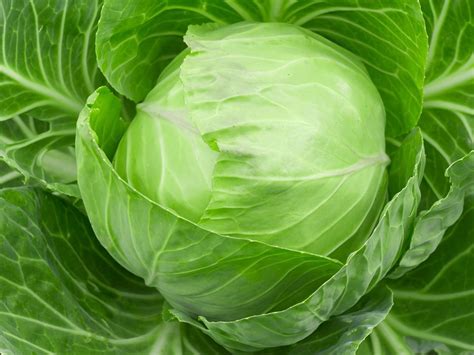 Decoding the Potential Messages of Cabbage Plants in Your Dreams