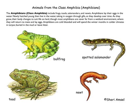 Decoding the Potential Relevance of Observers of Amphibious Creatures in Dreams