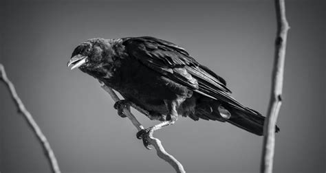 Decoding the Presence of a Nestling Crow in Dreams