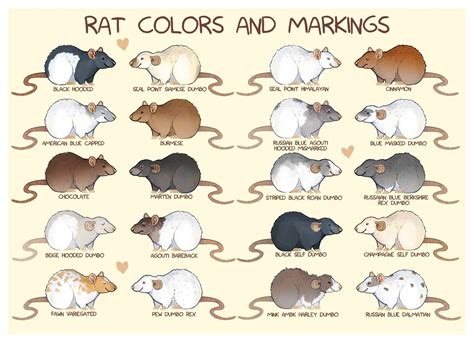 Decoding the Shades and Proportions of Rodents in Visions