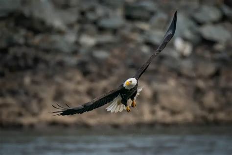 Decoding the Significance of Aggressive Bald Eagle Encounters in Dreamscapes: Unraveling the True Meaning
