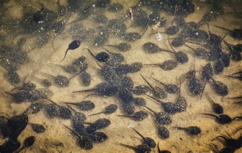 Decoding the Significance of Black Tadpoles as Dream Symbols