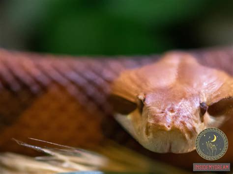 Decoding the Significance of Dreams Involving Copperhead Serpents