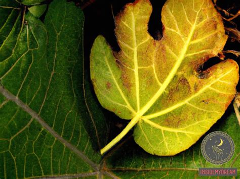 Decoding the Significance of Fig Leaves in Dreams: An Informative Guide for Dreamers