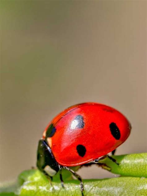 Decoding the Significance of Ladybug Dreams: Insights and Interpretations