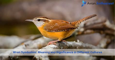 Decoding the Significance of Various Avian Species in Oneiric Imagery