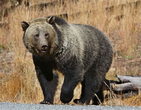 Decoding the Significance of a Bear's Proximity to Your Dwelling in a Reverie