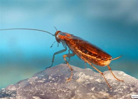 Decoding the Significance of a Roach on Your Visage