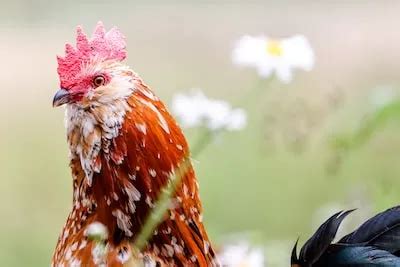 Decoding the Significance of a Rooster's Pecking Actions