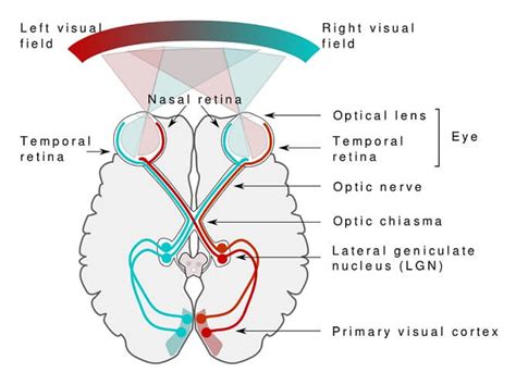 Decoding the Significance of an Unkempt Pathway in a Vision