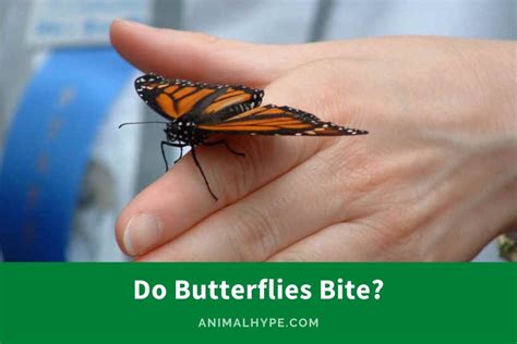 Decoding the Significance of the Butterfly Bite