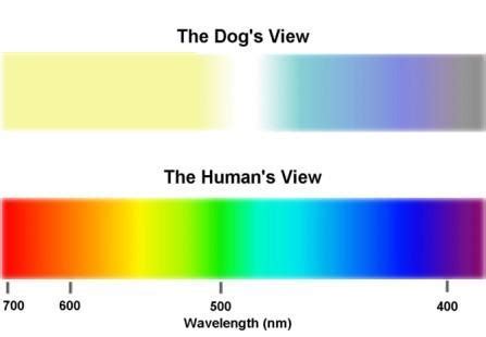 Decoding the Sinister Canine Vision: Revealing the Enigmas within Your Terrifying Dreams