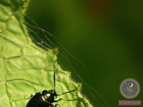 Decoding the Symbolic Interpretation of a Mysterious Dark Beetle