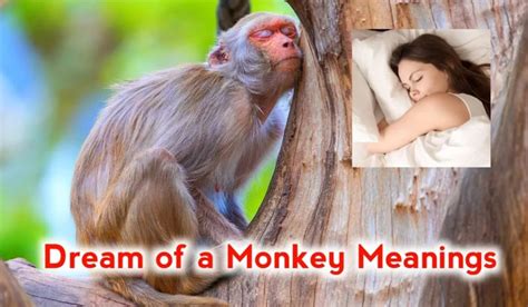 Decoding the Symbolism: Monkeys Explored in the Realm of Dreams