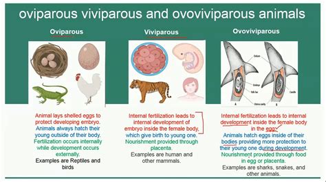 Decoding the Symbolism Behind a Canine Birthing Oviparous Creations