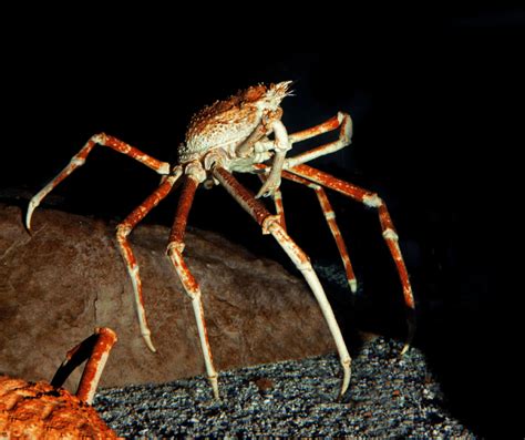 Decoding the Symbolism Behind an Enormous Verdant Arachnid