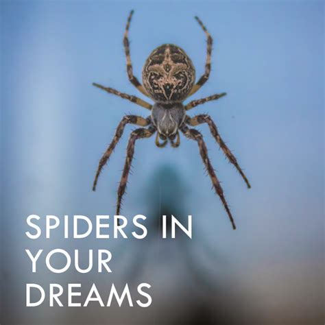 Decoding the Symbolism of Spiders in your Dreams