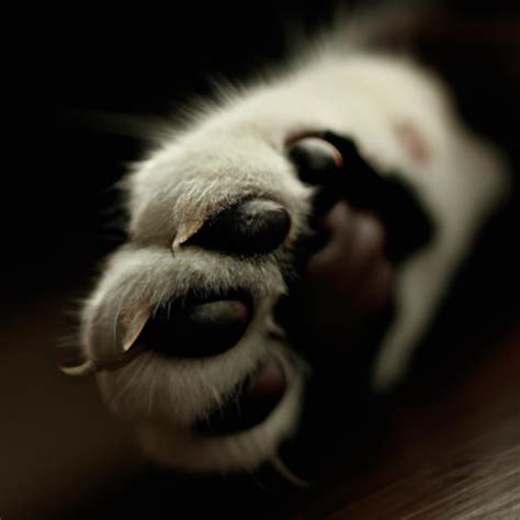 Decoding the message of a feline's paw in your dream: A closer examination