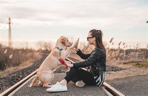 Deepening the Bond: Techniques to Enhance the Connection with our Animal Companions