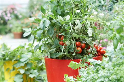 Delighting in Your Bounteous Tomato Crop: Essential Techniques for Gathering and Preserving Your Hand-Cultivated Cherries