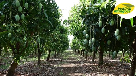 Delve into the Mango Industry: From Farm to Market