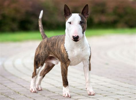 Delving into the Myth Versus Reality of Ebony Bull Terriers